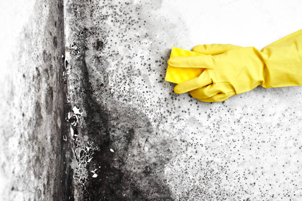 Best Residential Mold Remediation in Parkersburg, IA