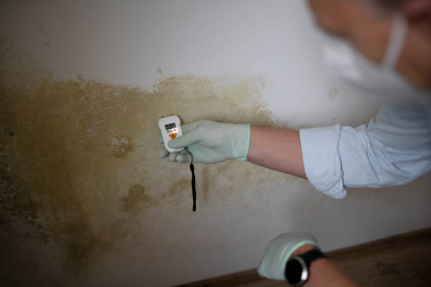 Best Preventive Mold Services in Parkersburg, IA