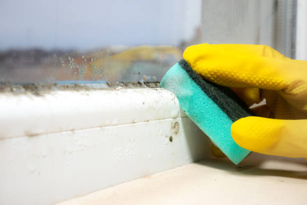 Best White Mold Remediation in Parkersburg, IA
