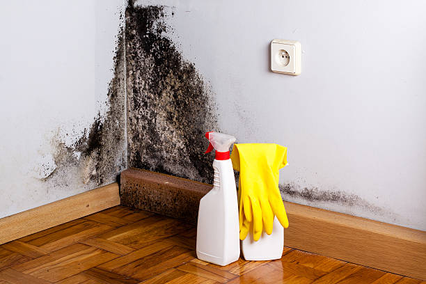 Best Mold Remediation for Schools in Parkersburg, IA